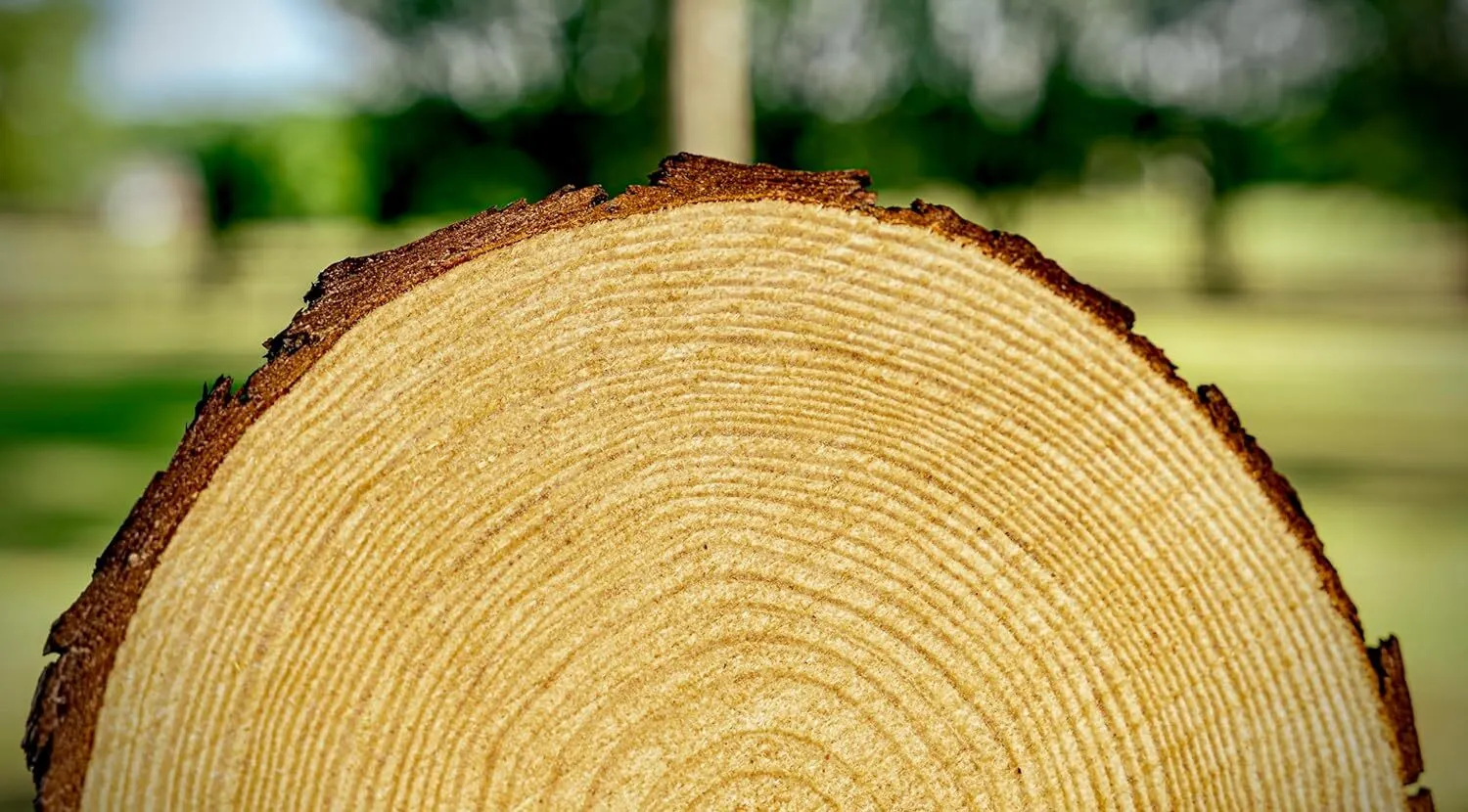 Wood Slices for centerpieces! Wedding and Baby Shower centerpieces (Set of 10 Medium (9-11"))