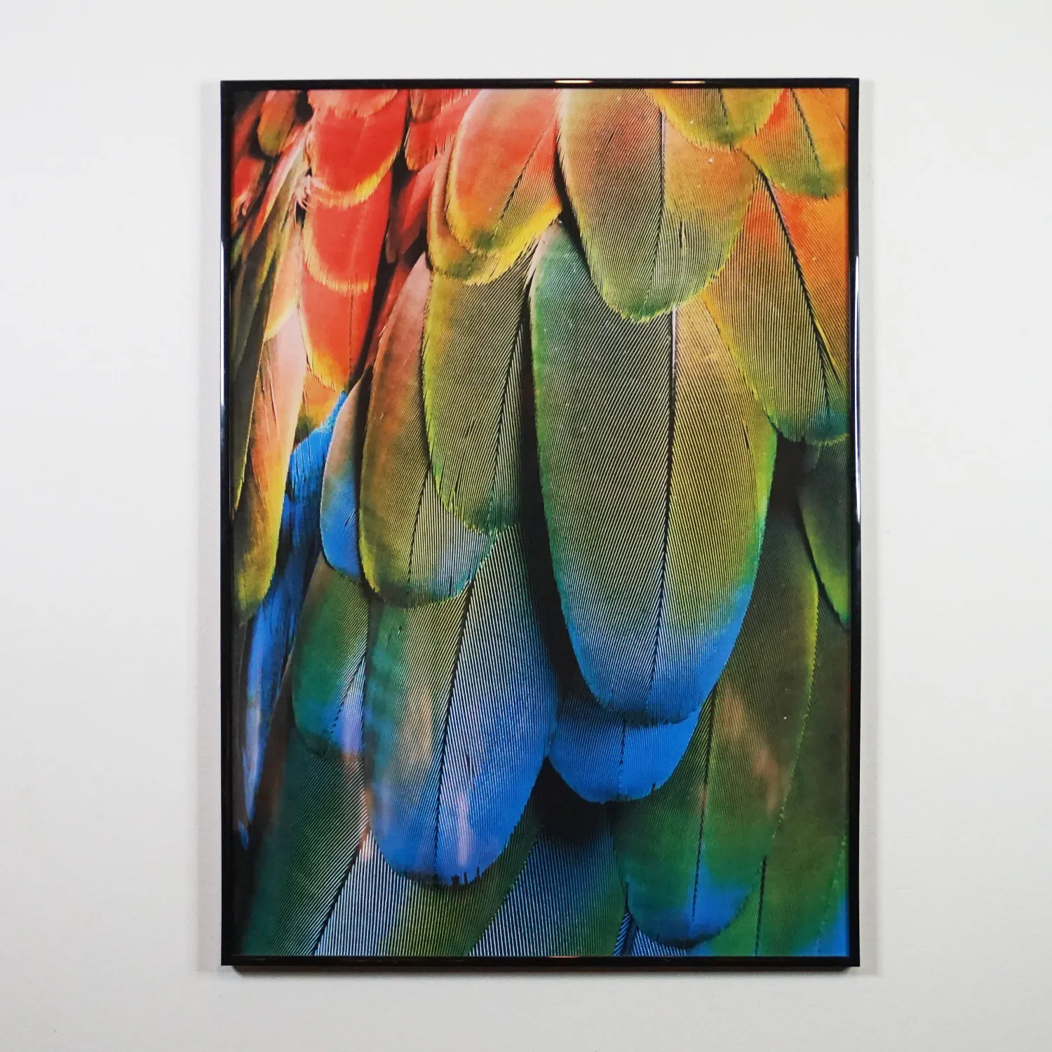 Feathers, royalty free print in Large Black Metal Frame with glass