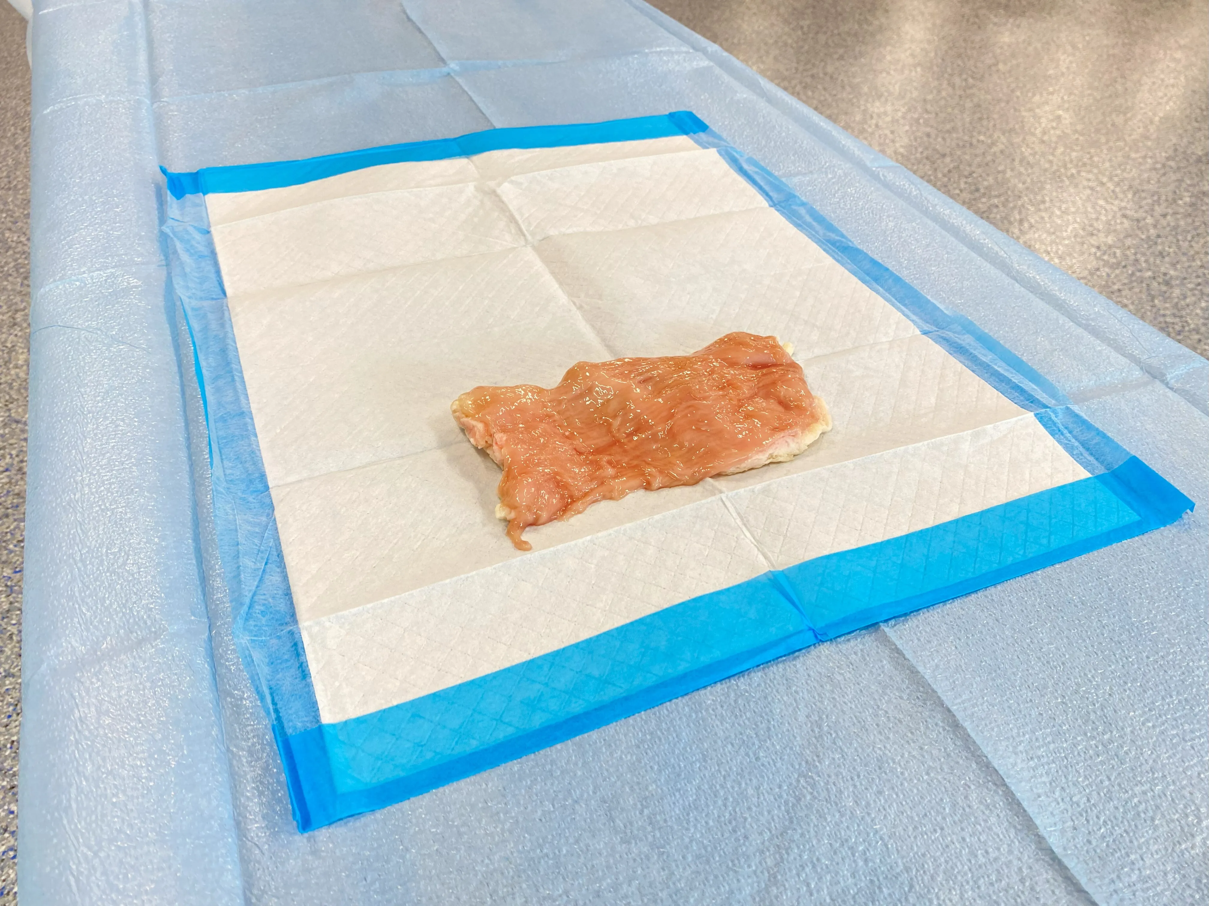 Bovine Colon Segment