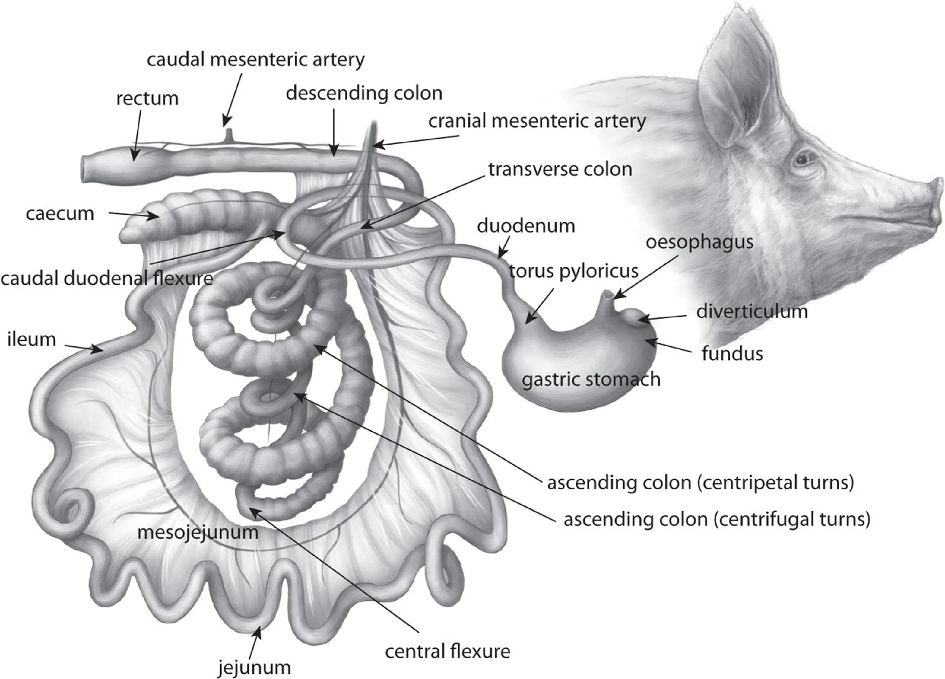 Porcine Esophagus Segment 