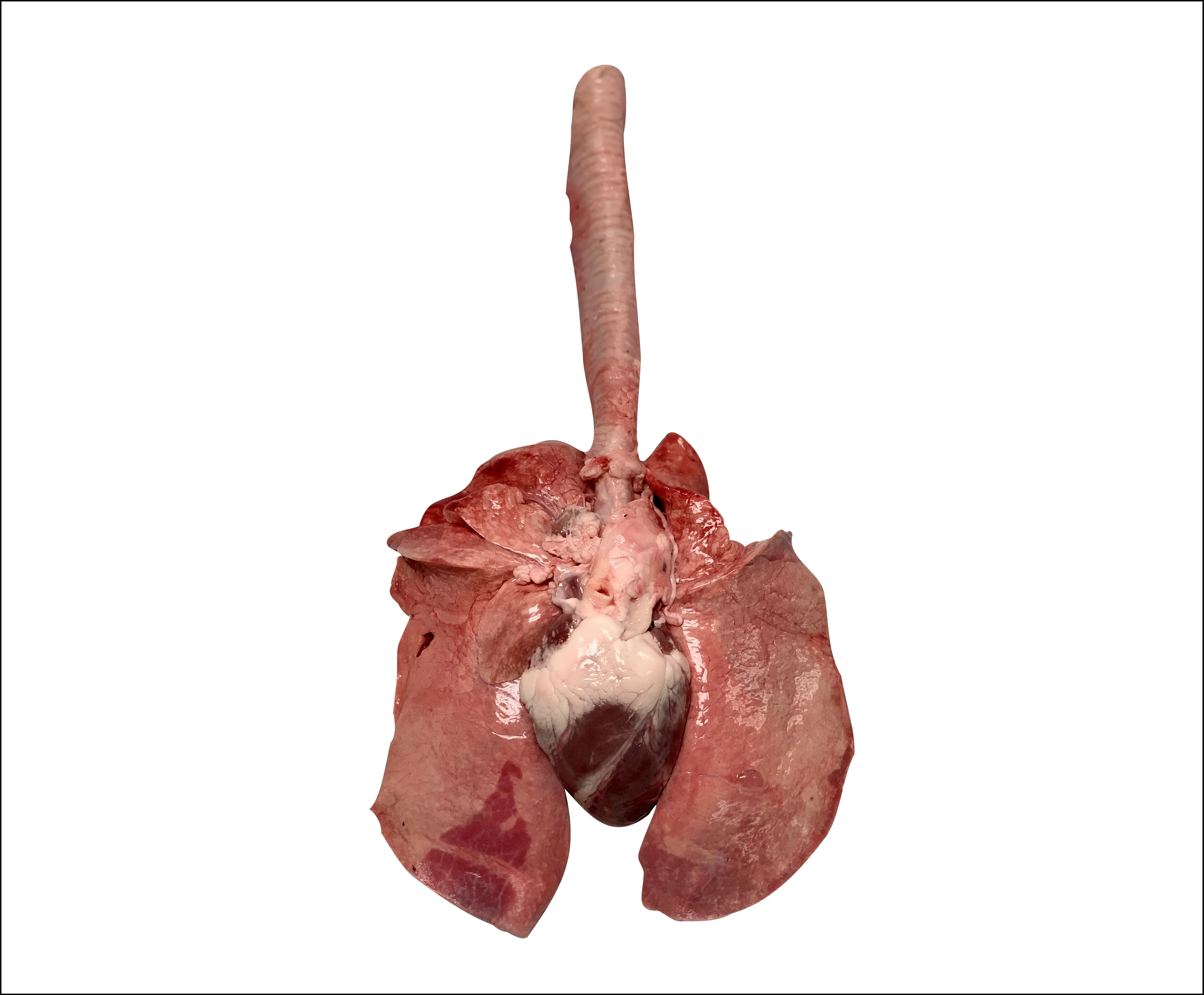 Lamb Lung Specimen