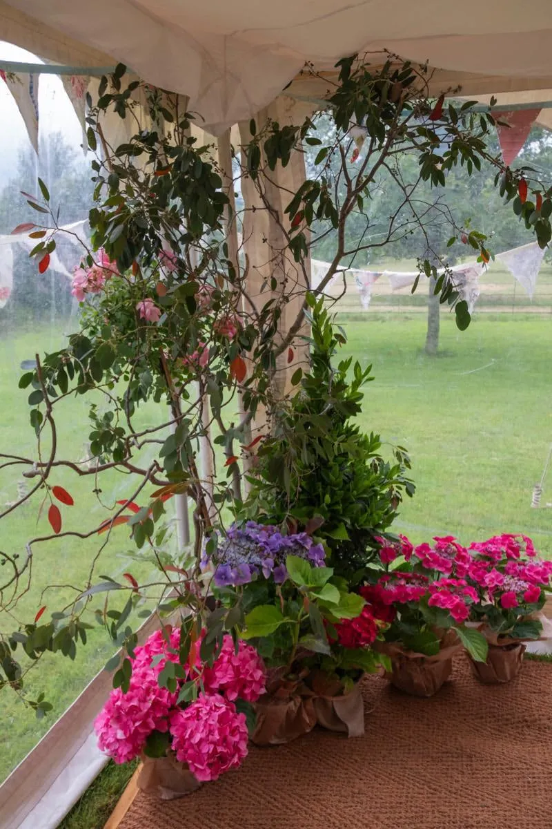 Tree and Underplanting