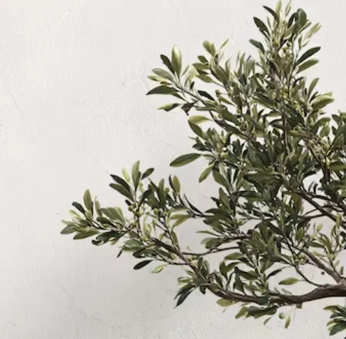 Olive Tree Branches - Double branch