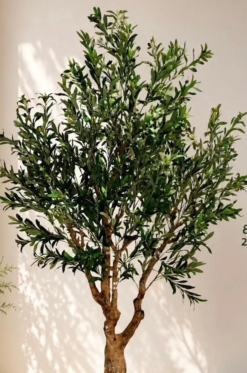 Olive Trees - Big