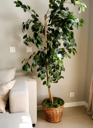 Faux Tree (5 ft tall) with whicker basket base