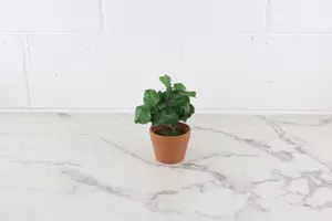 Faux Plant No. 22