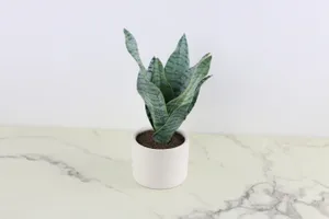 Faux Plant No. 73