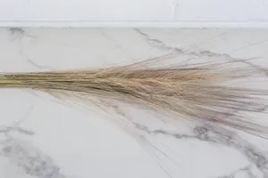 Dried Stem No. 4