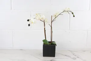 Faux Plant No. 42