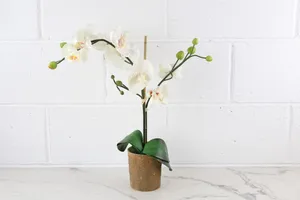 Faux Plant No. 40