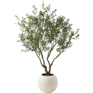 KATRIN Big Olive Tree