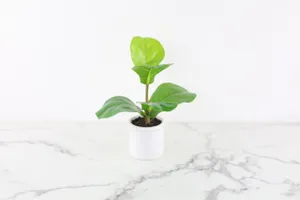 Faux Plant No. 48