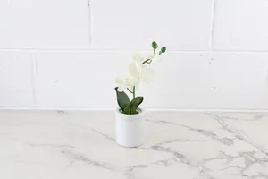 Faux Plant No. 38