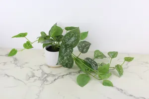 Faux Plant No. 74