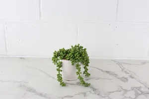 Faux Plant No. 19