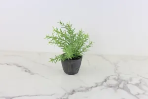 Faux Plant No. 62