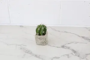 Faux Plant No. 35