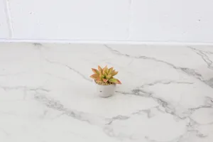 Faux Plant No. 31
