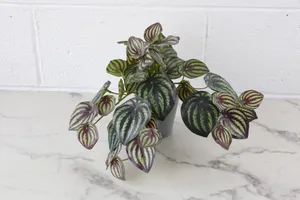 Faux Plant No. 36