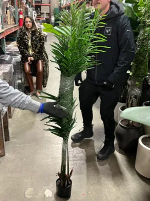AMANDA Faux Plant No. 92