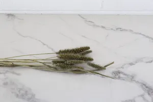 Dried Stem No. 3