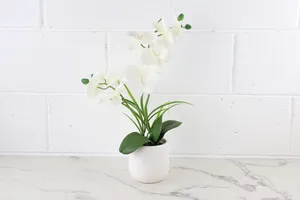 Faux Plant No. 41