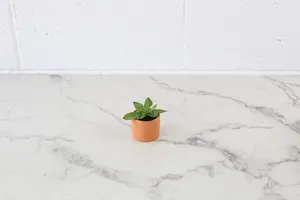 Faux Plant No. 29