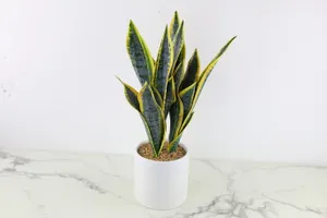 Faux Plant No. 56