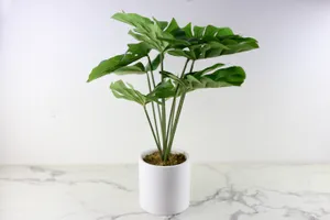 Faux Plant No. 59