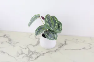 Faux Plant No. 75