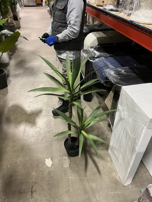AMANDA Faux Plant No. 91