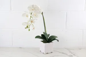 Faux Plant No. 43
