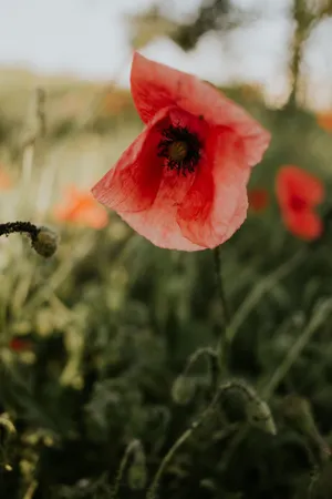 Prestation scénographie Option Coquelicots