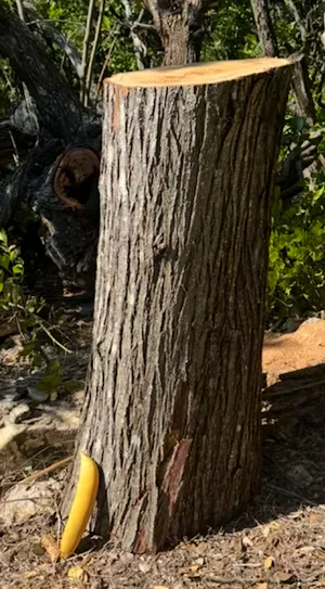 Tree log