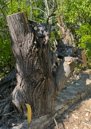 Tree stump