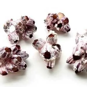 Barnacle Cluster