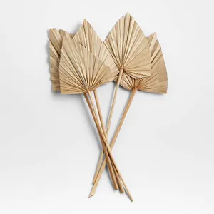 Dried Palm Leaves