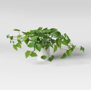 Faux Pothos Plant