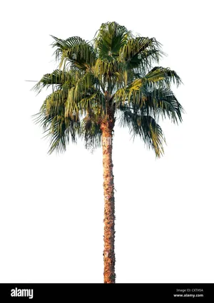 Palm Tree