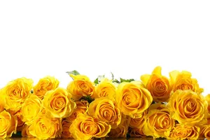 Yellow Roses