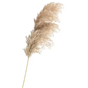 Pampas Grass