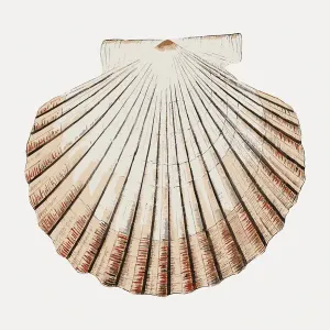 Large Clam Shells