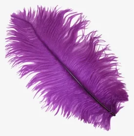 Purple Ostrich Feathers