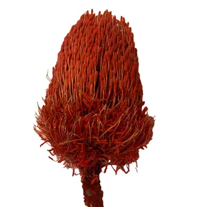 Banskia Dried Flowers - Various colours