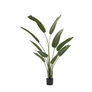 Fiddle Fig Silk Tree 1.5m