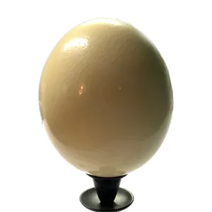 Ostrich Eggs