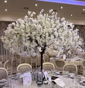 Cherry Blossom Trees