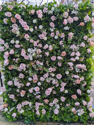 Pink Rose Flower Wall