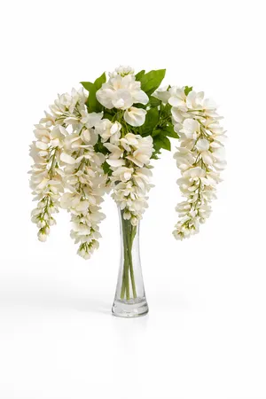 Ivory Wisteria