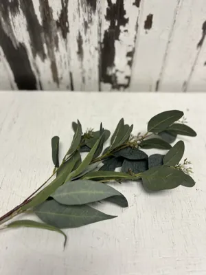 FLORAL: Eucalyptus stems mixed x2